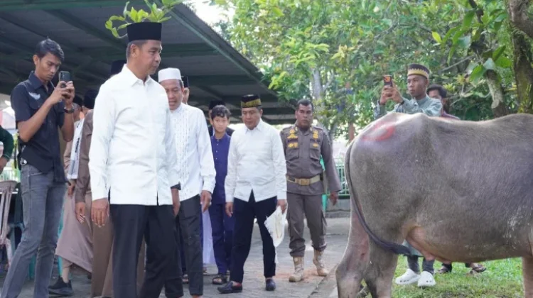 Bupati Kampar Tinjau Pemotongan Hewan Kurban