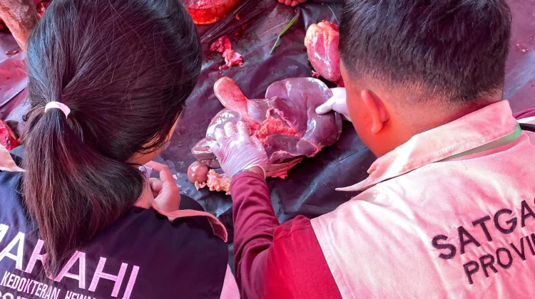 Sebanyak 122 Veteriner Awasi Kurban di 33 Titik, Sapi Banpres Ikut Dimonitor