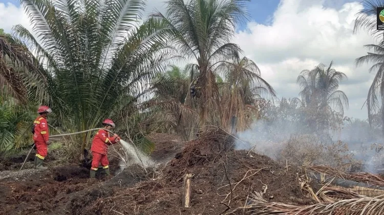 Karhutla Riau Belum Jinak, Manggala Agni Bermalam di Dekat Titik Api