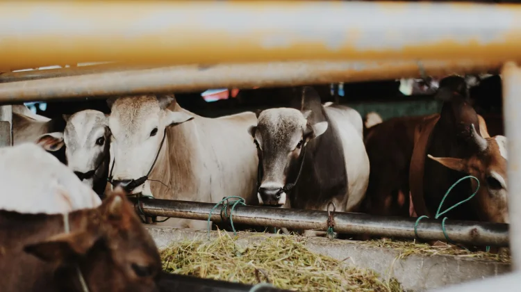 Pemanfaatan Limbah Kurban, Rumen Sapi sebagai Reaktor Biologis Hidup