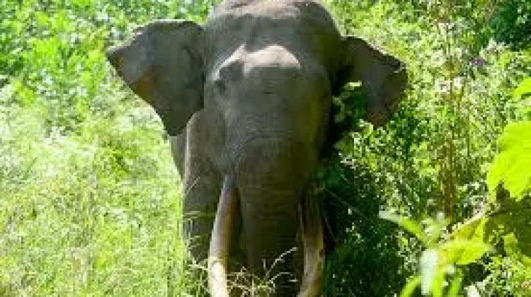 Gajah Liar Muncul di Tapung, BBKSDA Riau Sebut Jalur Jelajah Kantong Petapahan