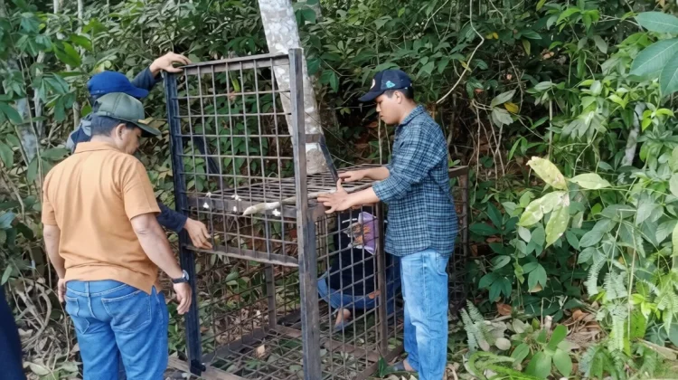 BBKSDA Riau Pasang Kandang Jebak usai Kemunculan Beruang Madu di Kerumutan