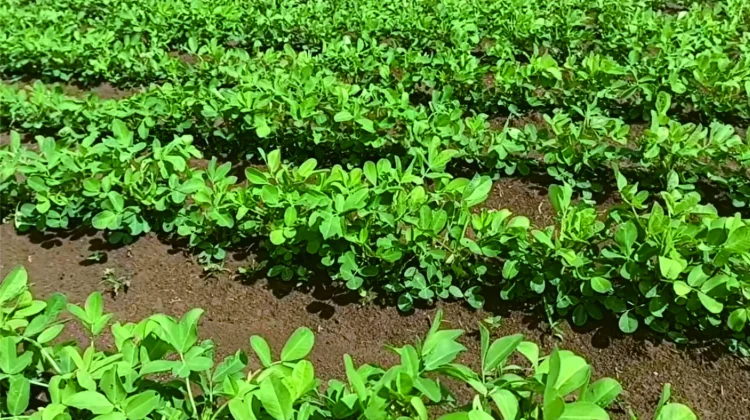 Cara Berkebun Kacang Tanah yang Mudah dan Menguntungkan