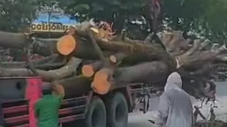 Izin Pemindahan Pohon di SM Amin Dikritik, DLHK Pekanbaru Sebut Sesuai Aturan