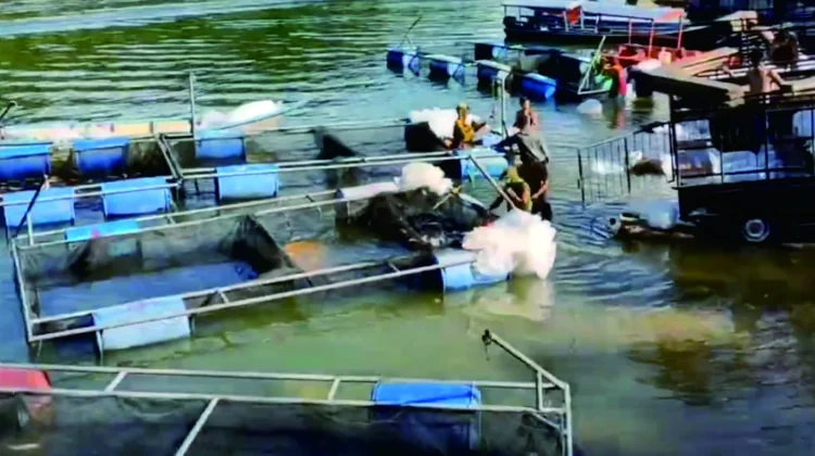 Keramba PLTA Koto Panjang Penghasil Ikan Nila di Riau