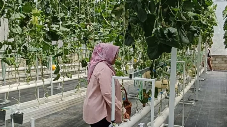 Budidaya Melon Hidroponik: Cara Modern Menghasilkan Buah Manis dan Berkualitas