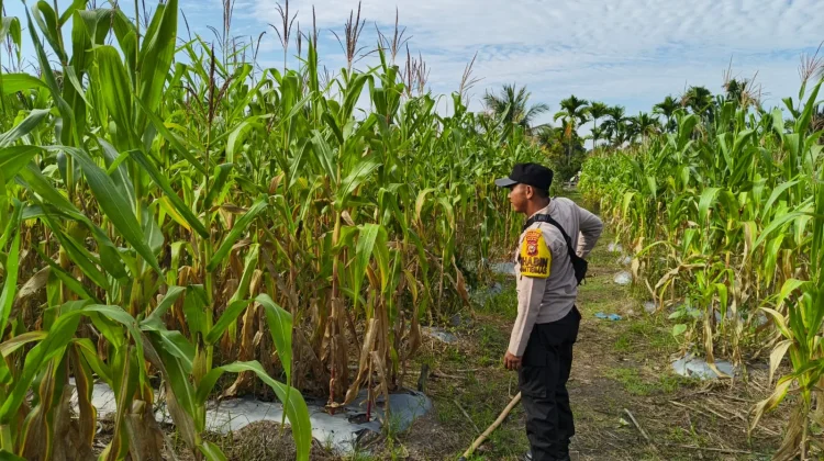 Dukung  Ketahanan Pangan Nasional, Polsek Merbau Aktifkan Peran Bhabinkamtibmas