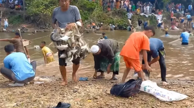 Tradisi Unik Menangkap Ikan Larangan di Kampar