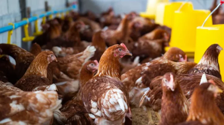 Harga Pakan Meroket, Peternak Ayam Kampar Desak Pemerintah Segera Turun Tangan