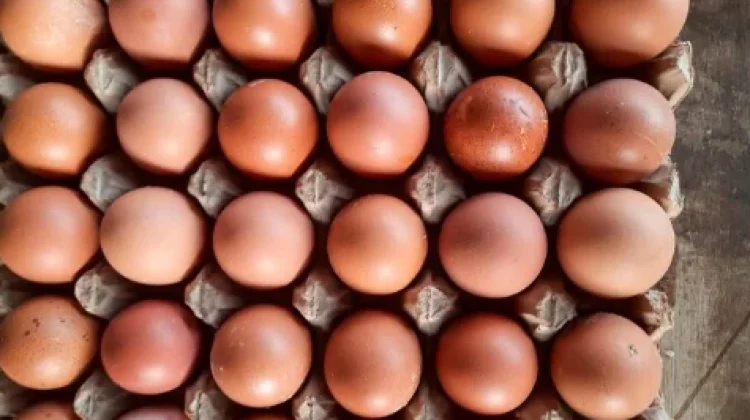 Peternak Ayam Petelur Kampar Berharap Produksi Lokal Diserap Program Pemerintah