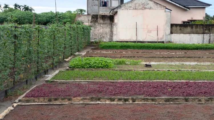 Dari Lahan Sempit Menjadi Kebun Produktif Sumber Ekonomi