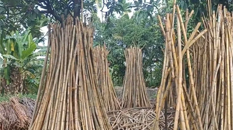 Pengolahan Rotan agar Tahan Lama dan Memiliki Nilai Jual Tinggi
