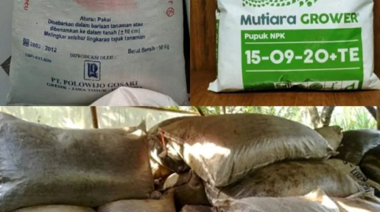 Pupuk Terbaik untuk Mawar Merambat