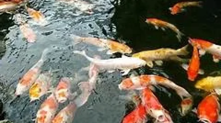 Perawatan Kolam Ikan Koi yang Benar agar Ikan Sehat dan Warna Tetap Cerah