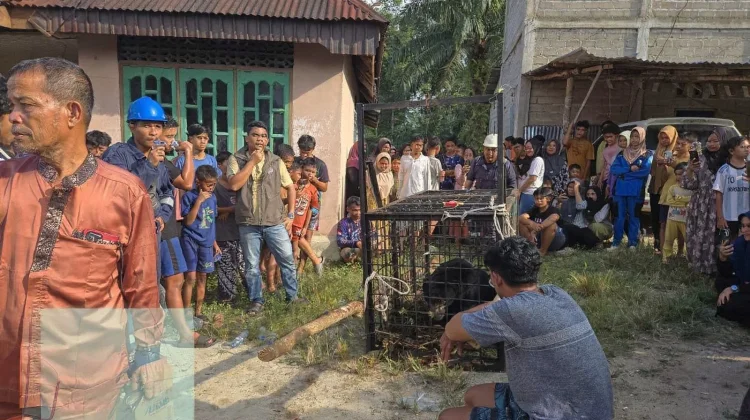 BBKSDA Riau Evakuasi Beruang Madu dari Permukiman Warga di Kerumutan