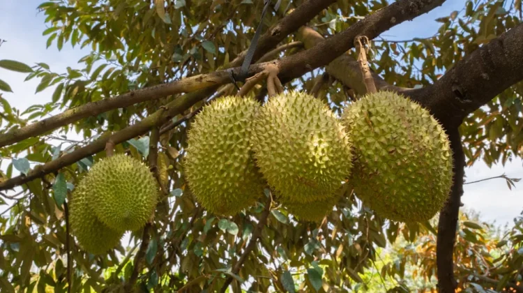 Petani Durian Riau Keluhkan Lonjakan Harga Pupuk, Subsidi Dinilai Belum Ada