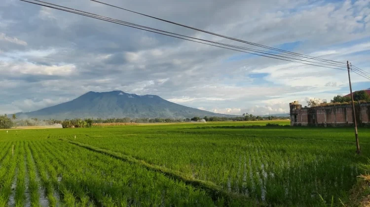Sawah dan Gunung, Lanskap Indonesia yang Menjadi Penopang Ketahanan Pangan