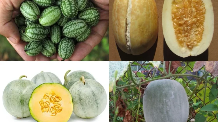 Mengenal dengan Enam Kelompok Melon yang Dibudidayakan di Dunia