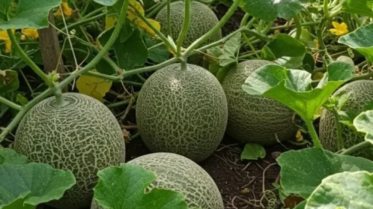 Mengenal Morfologi Melon, Tanaman Merambat Penghasil Buah Manis