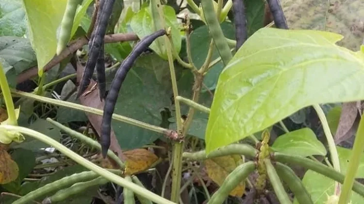 Mengenal Tanaman Kacang Hijau, Si Kecil Kaya Nutrisi