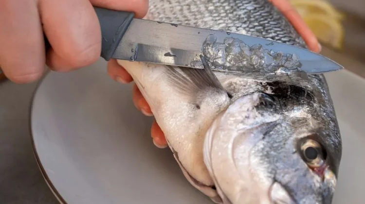 Kenali Jenis Ikan Beracun dan Risiko Mengkonsumsinya