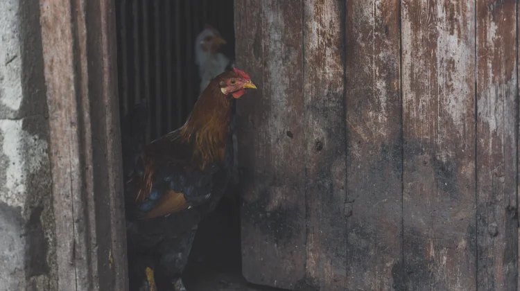 Membuat Kandang Ayam Bebas Bau