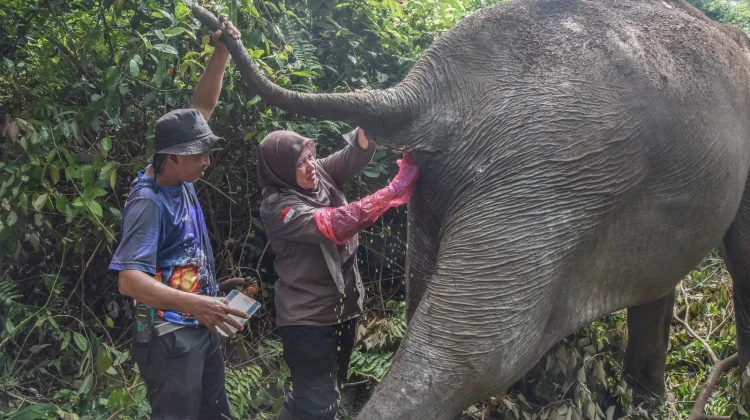 BBKSDA Riau Pantau Kesehatan Gajah Sumatra Berusia 60 Tahun
