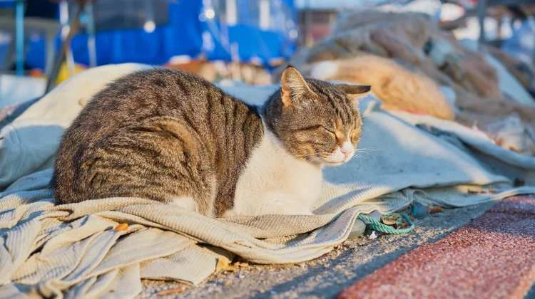 Mengetahui Letak Pusar Kucing