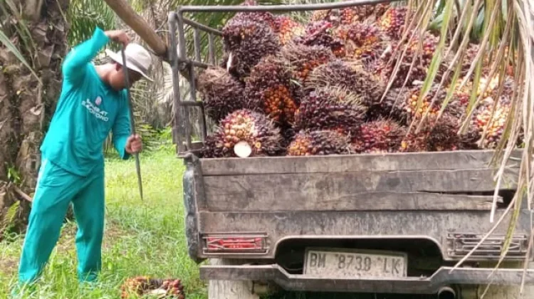 Petani Sawit Riau Pertanyakan Laba Agrinas Rp27,9 Miliar
