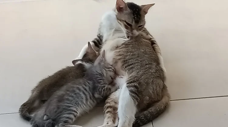 Kucing Tahan tanpa Makan
