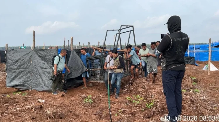 BBKSDA Riau Pasang Perangkap usai Pekerja Tewas di Pelalawan