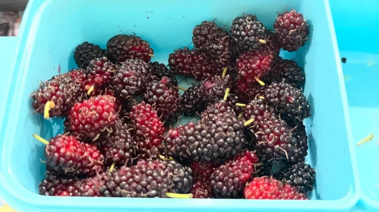 Manfaat Buah Murbei Bagi Kesehatan dan Kecantikan