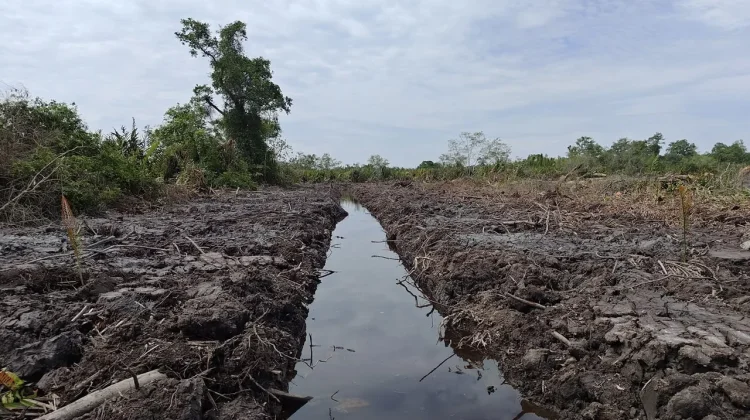 Polda Riau Usut Dugaan Perambahan Hutan Mangrove di Rokan Hilir
