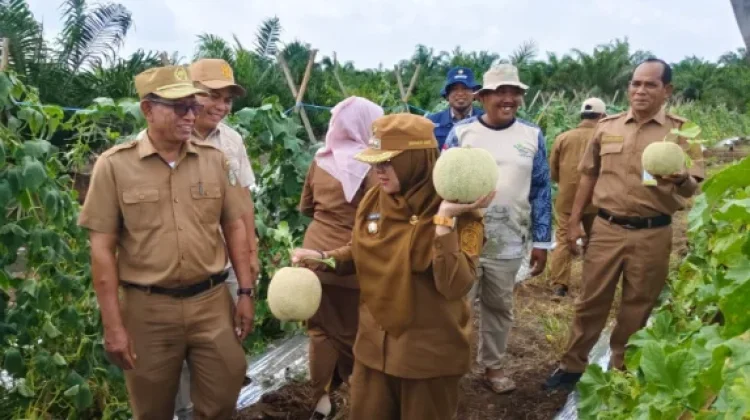 Sulap Lahan Gambut Jadi Kebun Melon, Petani Siak Buktikan Gambut Bisa Produktif