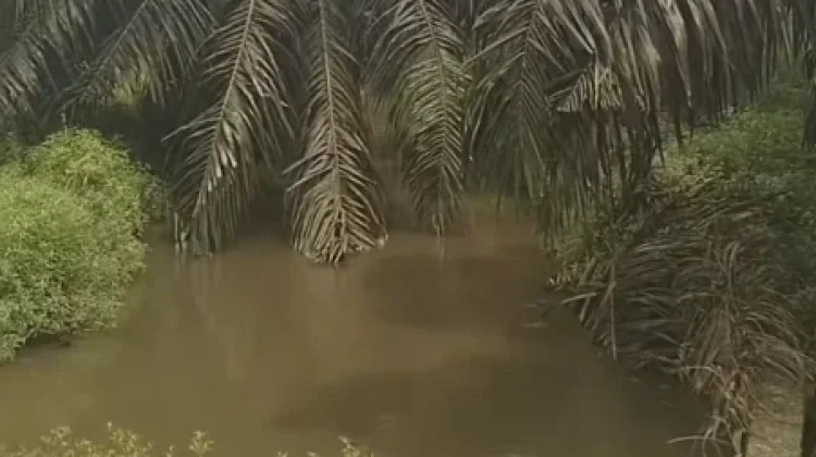 DPRD Riau Minta Perusahaan Sawit Jaga Sempadan Sungai