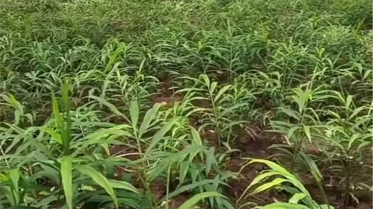 Kebun Jahe Merah, Budidaya Herbal Bernilai Tinggi yang Menjanjikan
