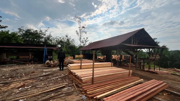 Polda Riau Sita 780 Batang Kayu Hasil Illegal Logging dari Sawmill Ilegal di Kampar