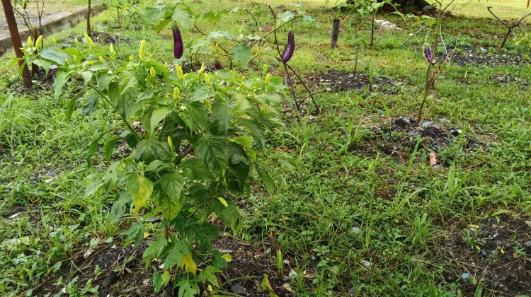 Lahan Pekarangan Produktif Solusi Cerdas Ketahanan Pangan Keluarga