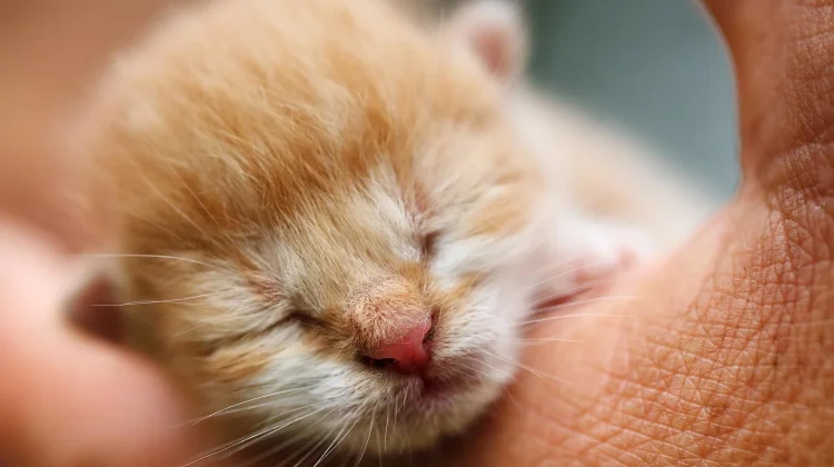 Mengenal Anak Kucing Runt, Si Paling Kecil dalam Satu Kelahiran