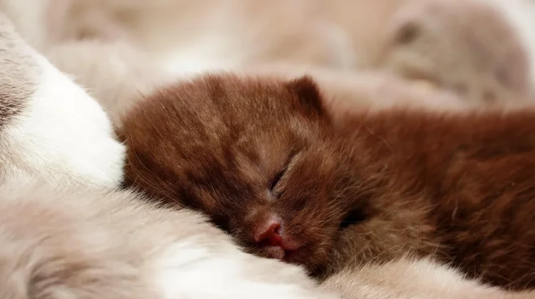 Cara Merawat Anak Kucing Runt agar Tumbuh Sehat dan Aktif