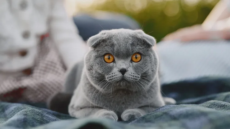 Ras Kucing Paling Populer di Indonesia