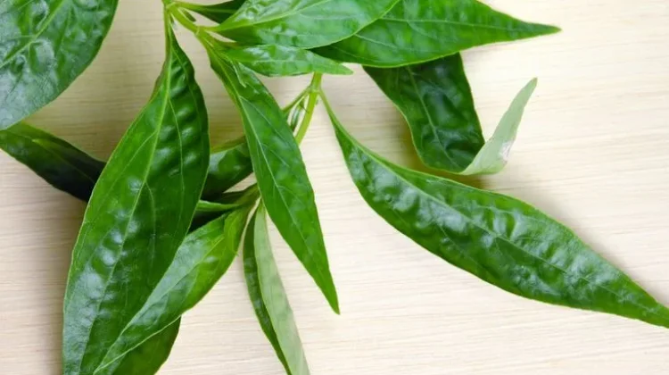 Manfaat Daun Sambiloto, Tanaman Herbal Pahit yang Kaya Khasiat bagi Kesehatan