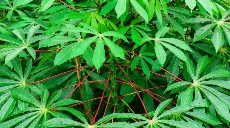Manfaat Daun Ubi bagi Kesehatan