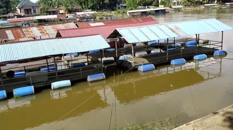 Keramba Apung Desa Buluh Cina Menggerakkan Ekonomi Masyarakat