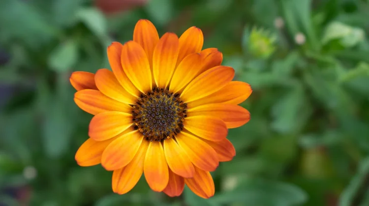 Tanaman Herbal Berbunga Cantik dari Keluarga Aster