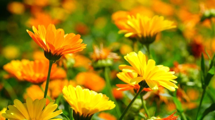 Calendula: Tanaman Herbal yang Banyak Dimanfaatkan untuk Perawatan Kulit