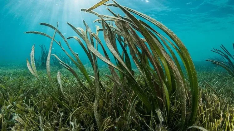 Lamun si Tumbuhan Berbunga yang Membentuk Padang Hijau di Laut Dangkal