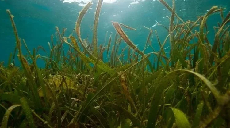 Manfaat Lamun bagi Ekosistem Laut, Rumah bagi Biota hingga Penyimpan Karbon
