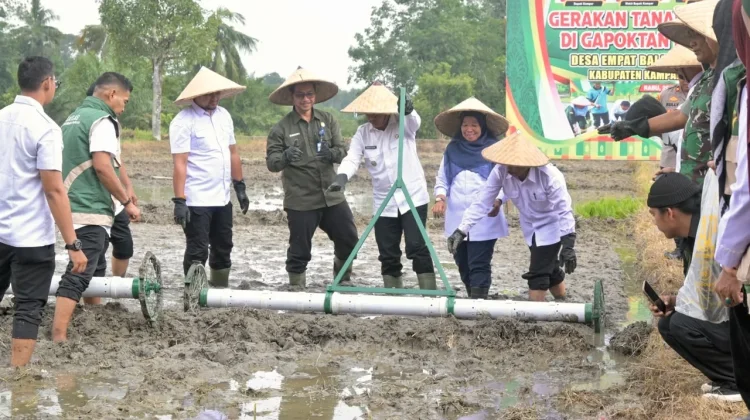Kampar Perkuat Produksi Pangan lewat Gerakan Tanam Padi Modern