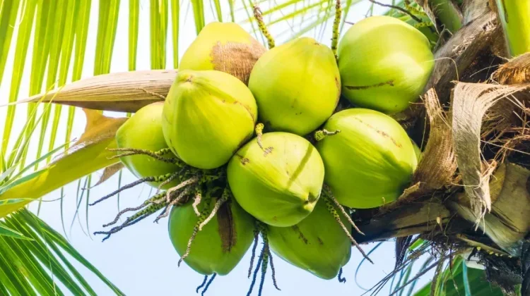 Pemprov Riau Ungkap Penyebab Harga Kelapa Inhil Turun